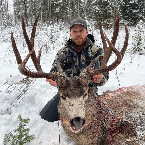 Big BC mule deer 