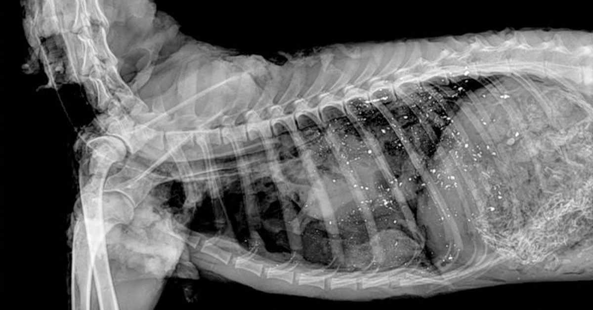 When Lead Meets Red Meat