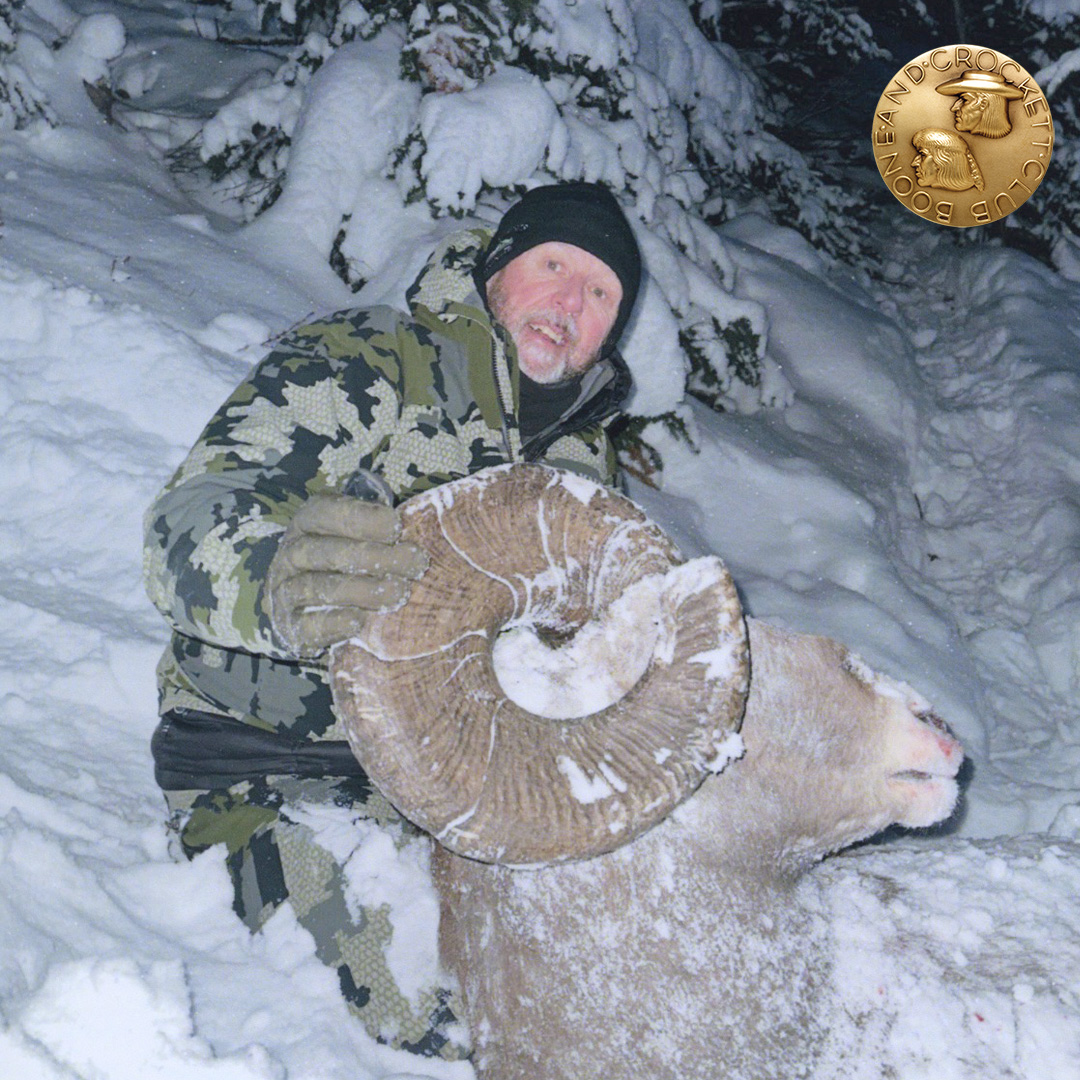 Bighorn ram 
