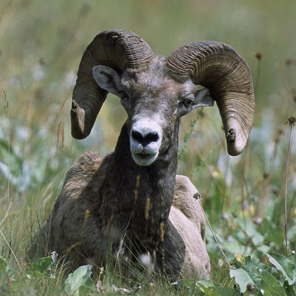Ram in a field of flowers 