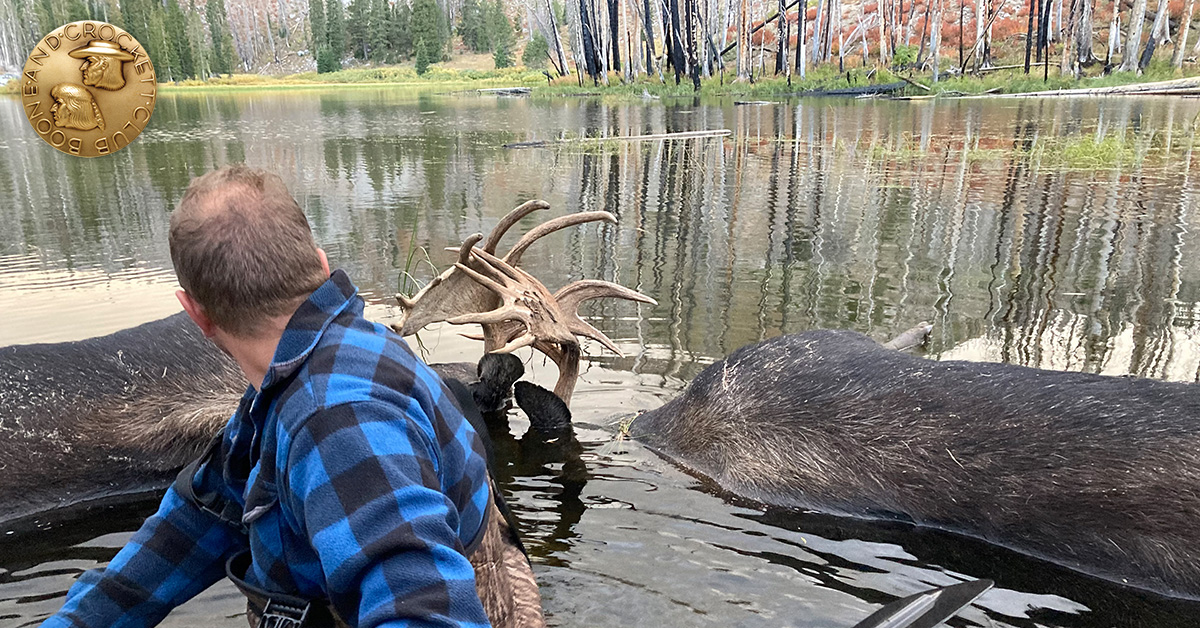 Still life: moose in a pond 