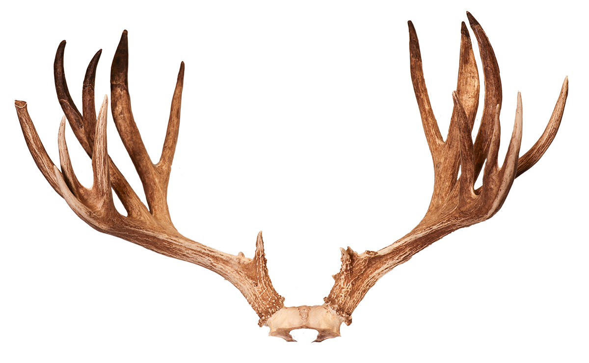 Travis Reitmayer Mule Deer