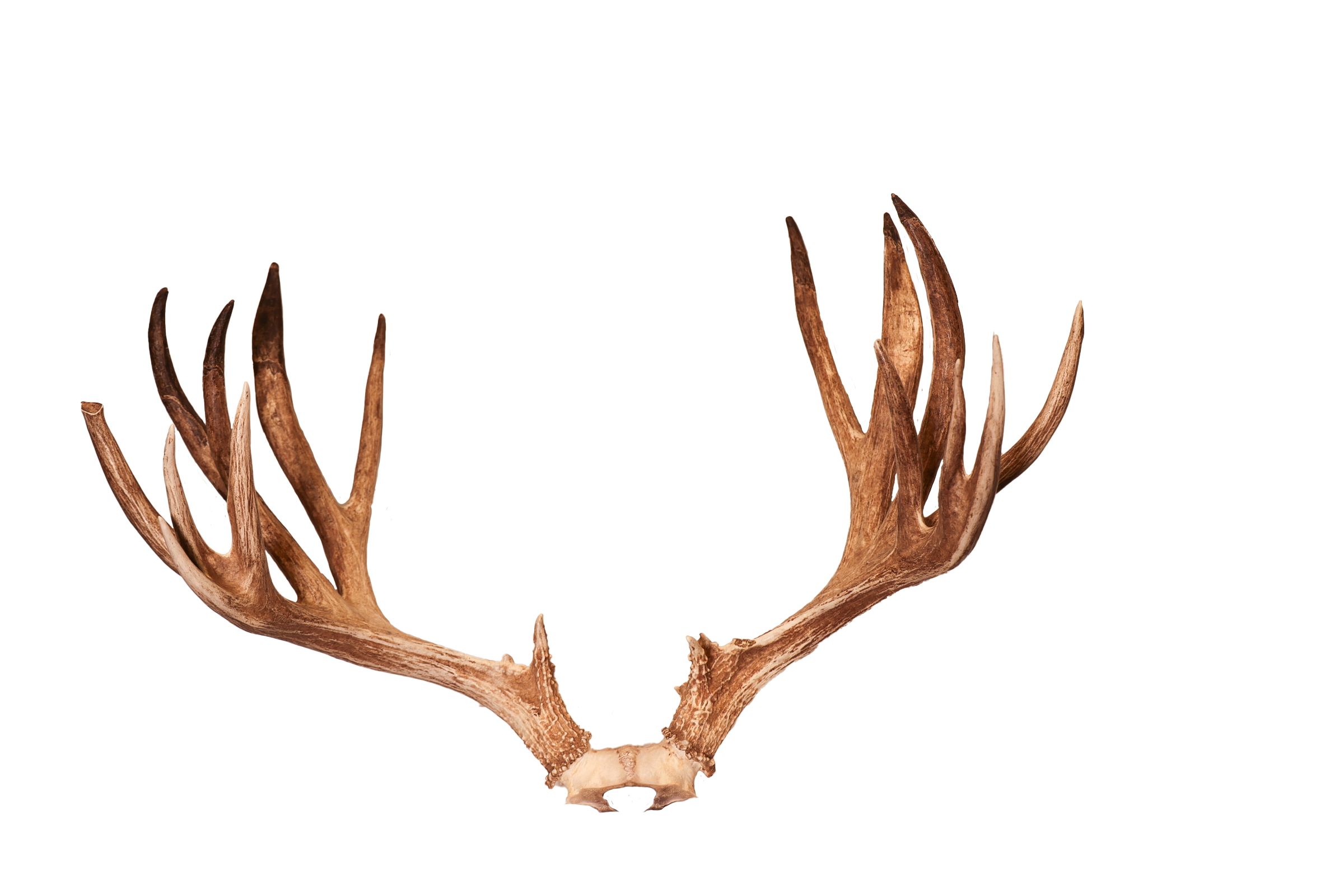 Reit Mule Deer 