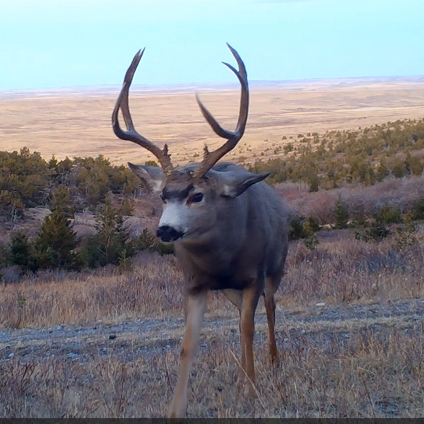 big mule deer 