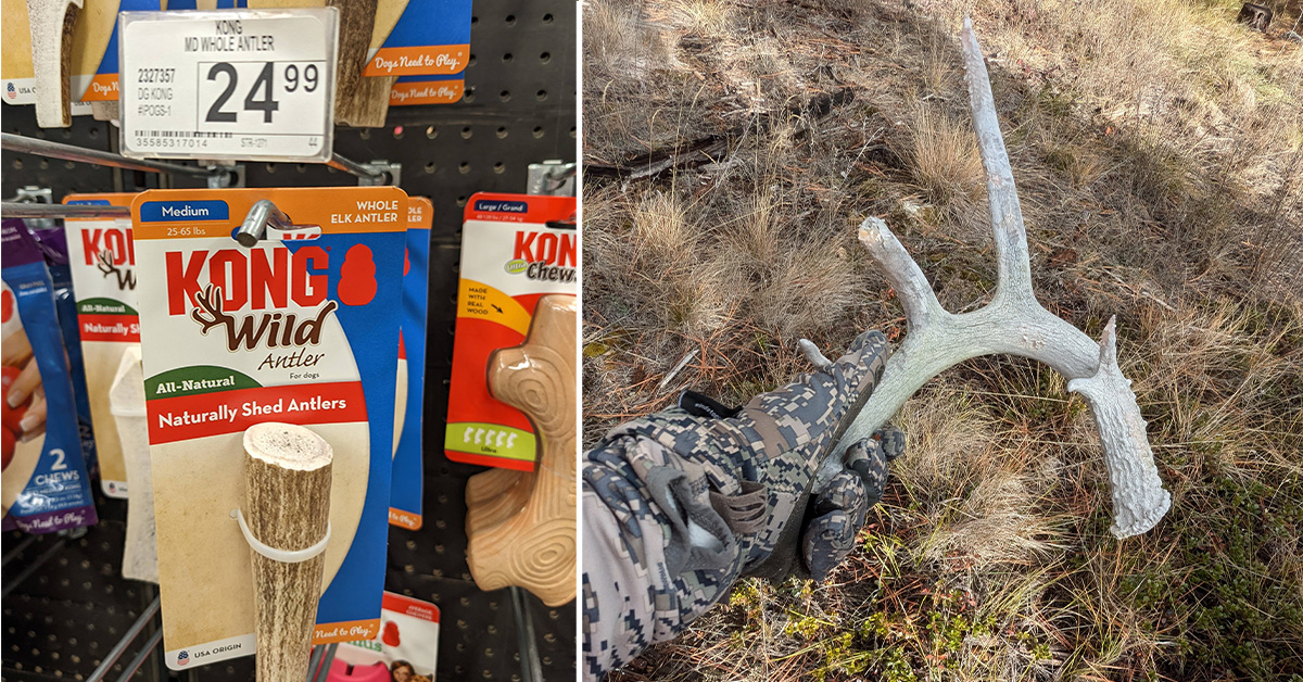 shed antler business 