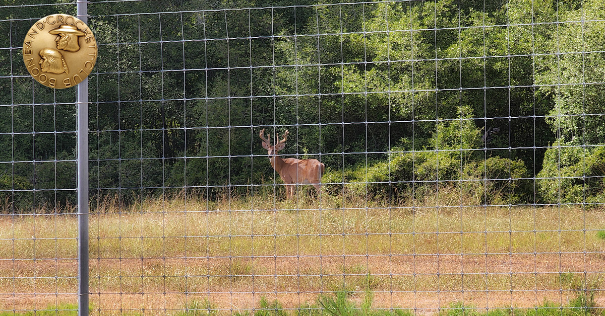 deer behind fence