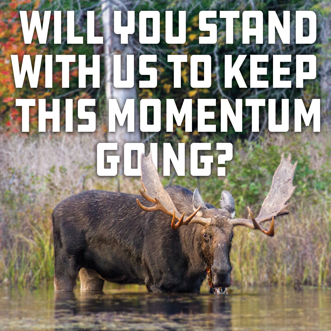moose in water
