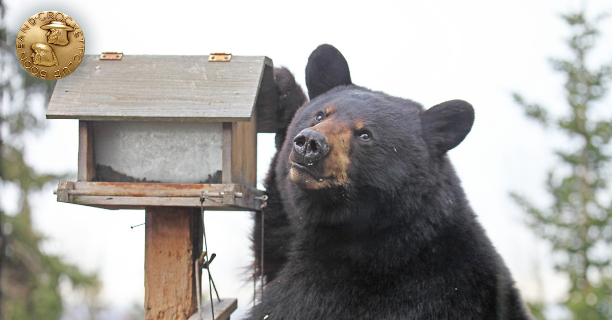 Bear and Bird feeder 