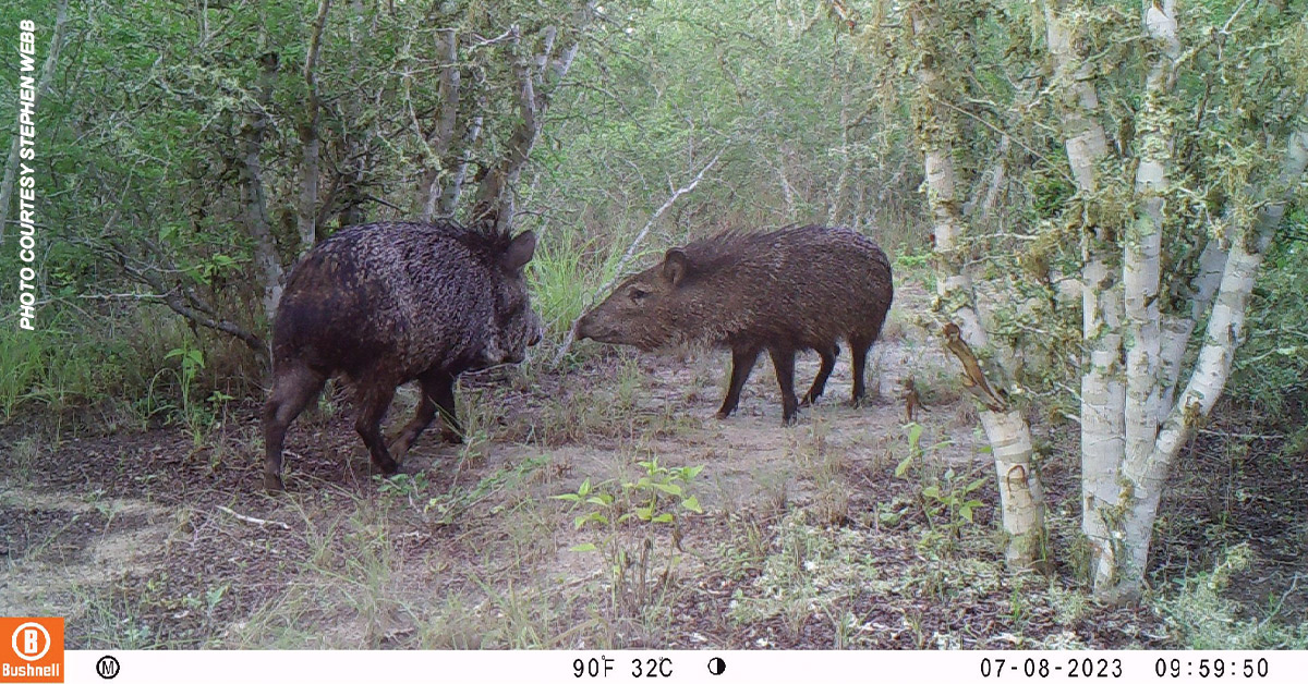 javelinas on trail cam