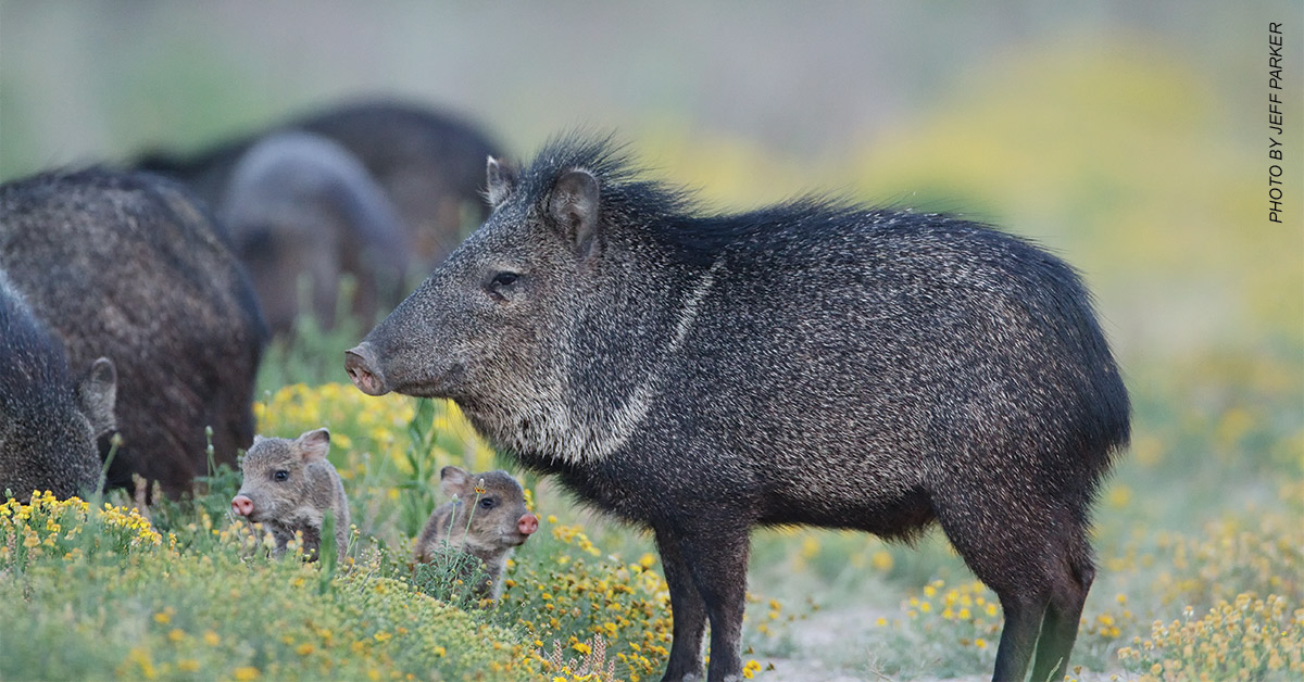 javelina with babies
