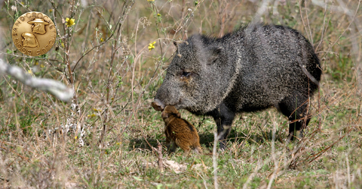javelina with baby