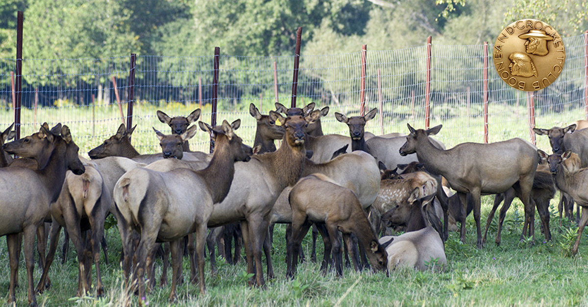 elk behind fence