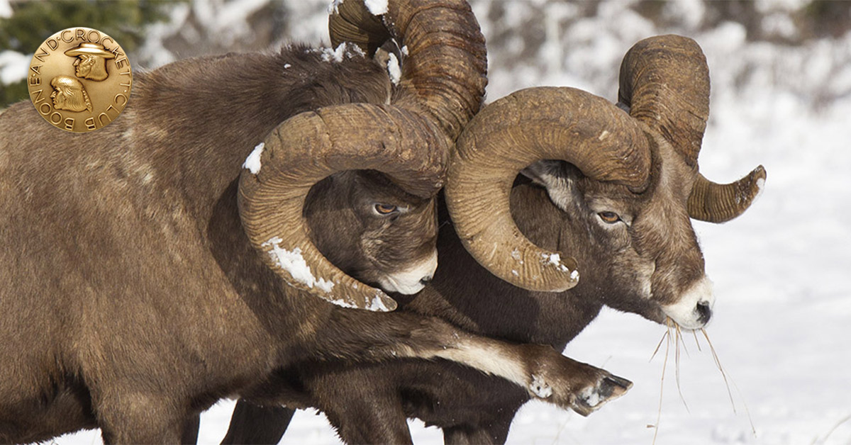 two bighorn sheep fighting