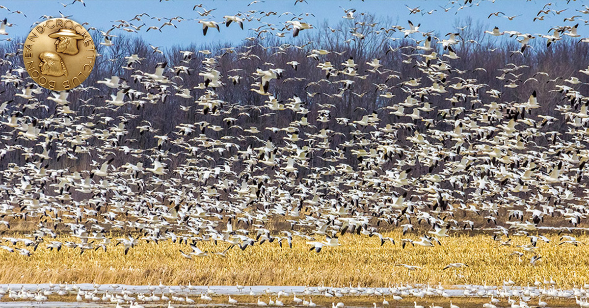 migrating snow geese
