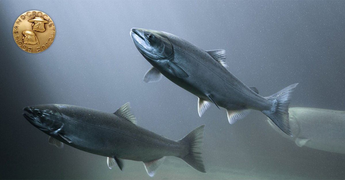 two salmon