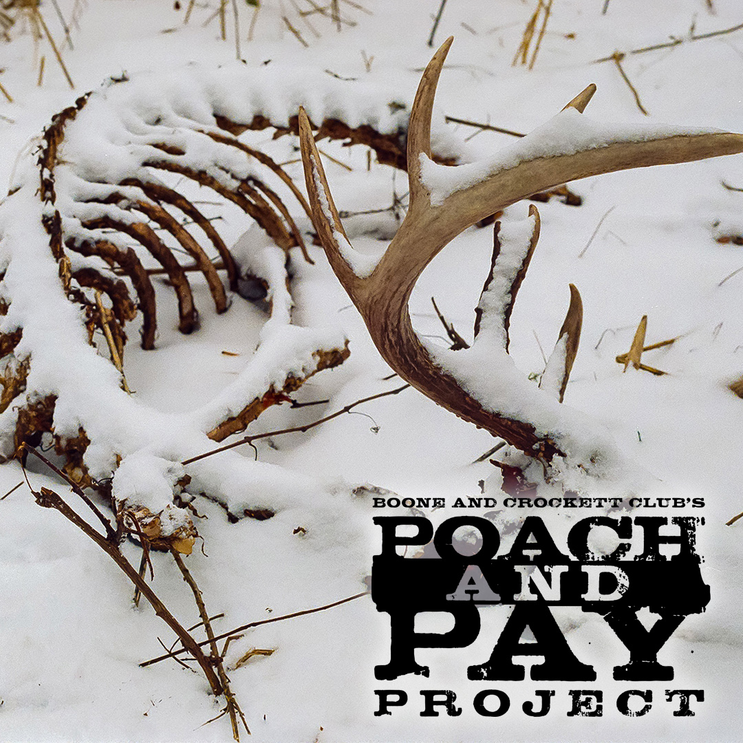 Poach and Pay Project