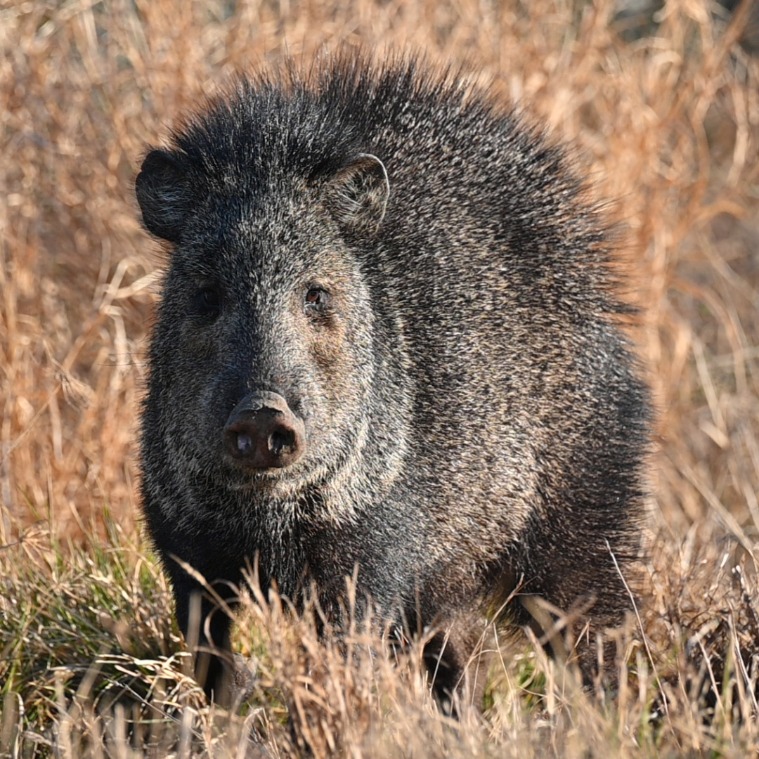 javelina
