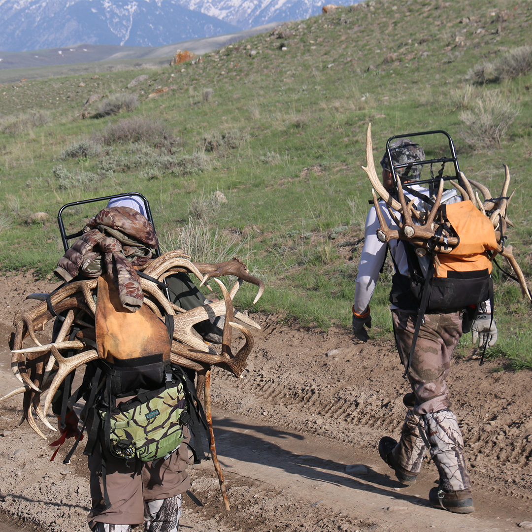 shed hunting regs card 