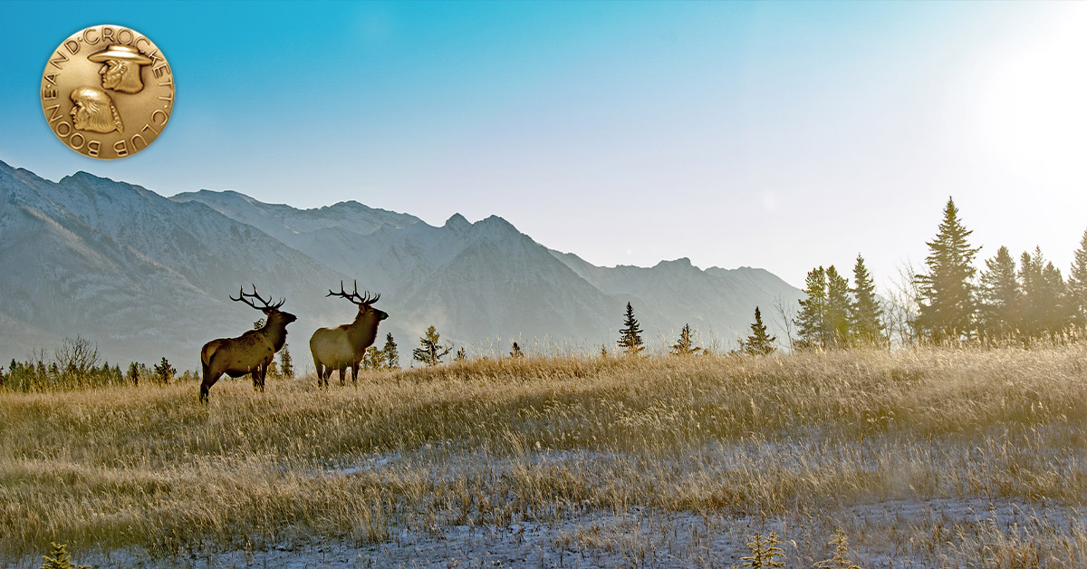 elk on mountain