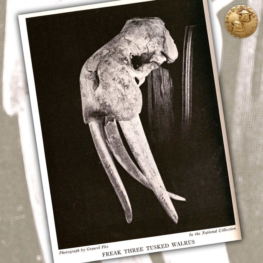 3 tusked walrus