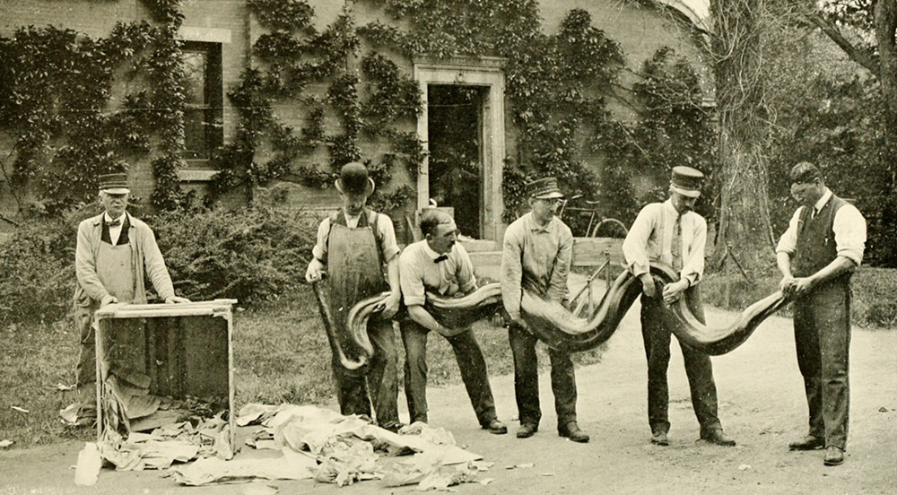 Bronx Zoo - Impact Series