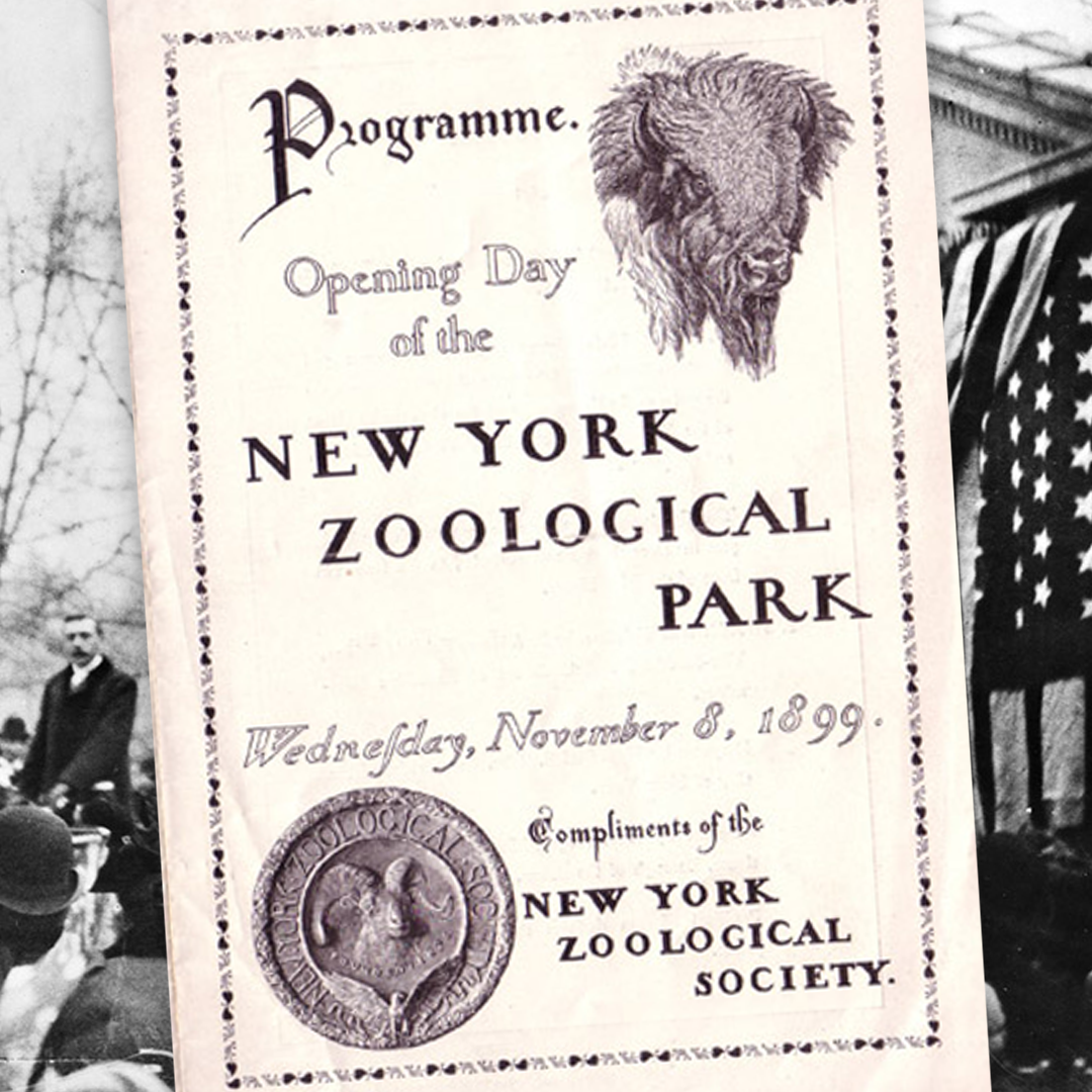 Bronz Zoo  - Impact Series