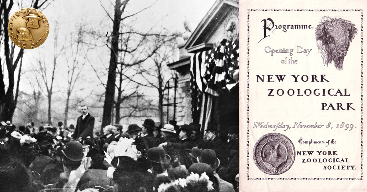 Bronz Zoo  - Impact Series