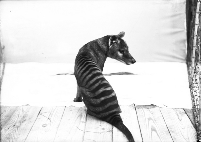 Bronx Zoo - Impact Series