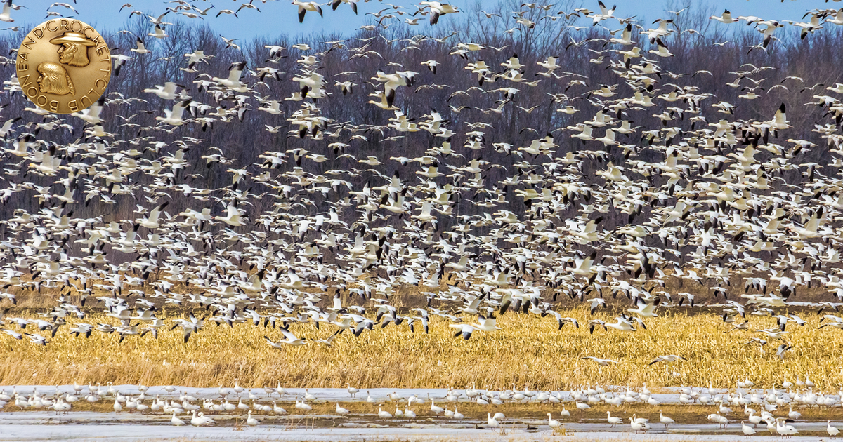 Lead in Ammunition for Hunting and Shooting Position Statement