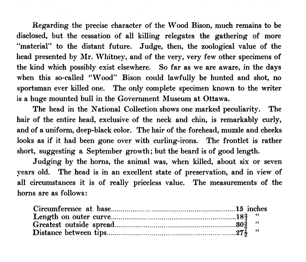 a bison tale excerpt