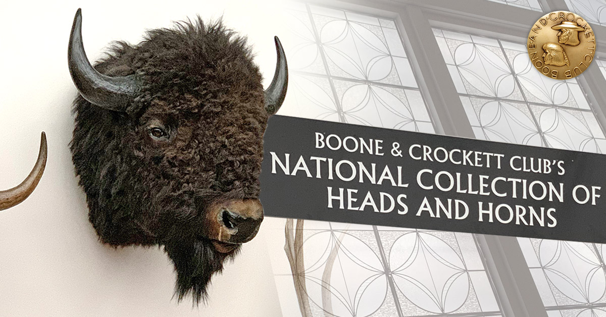 bison head at B&C national collection of heads and horns