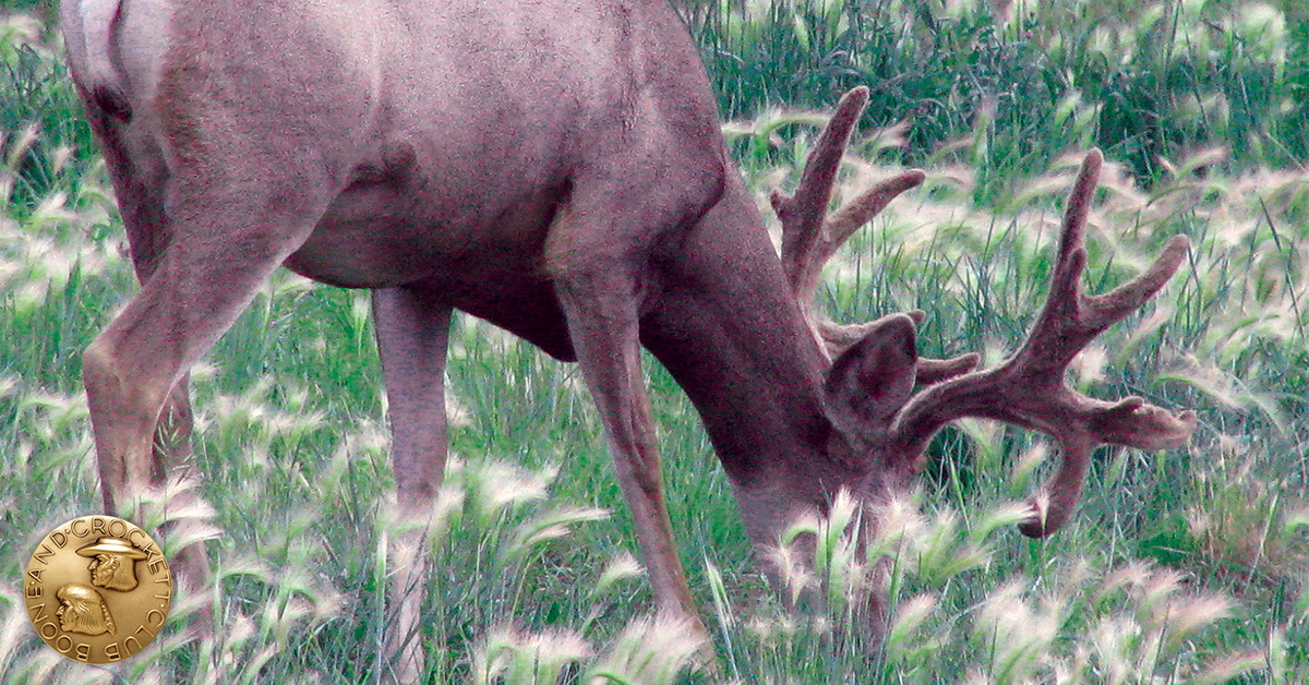 whitetail deer
