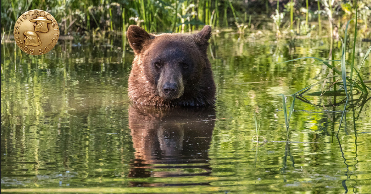 black bear in water