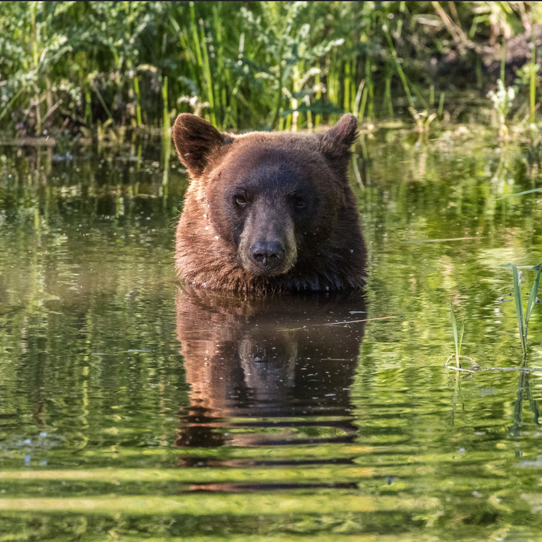 black bear in water