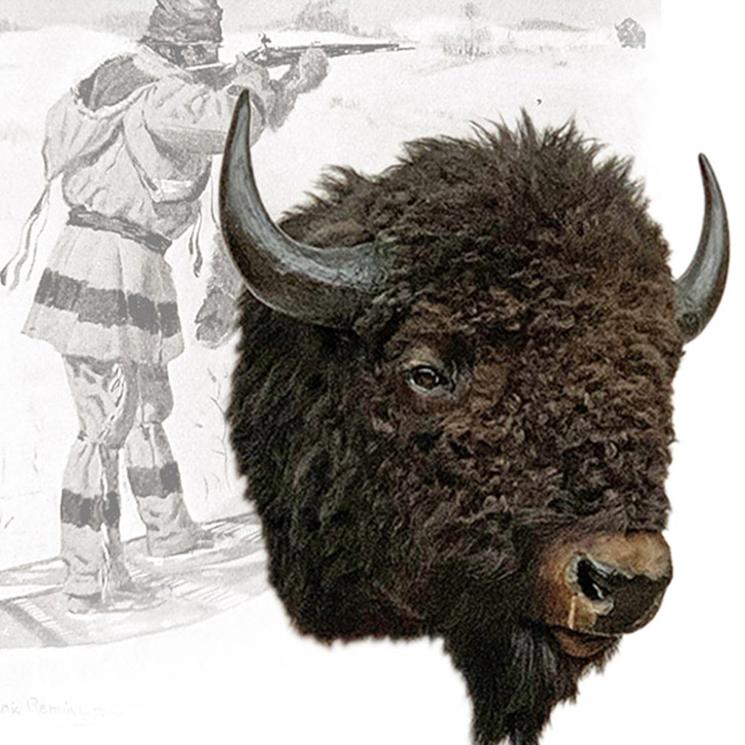 bison head and old hunting photo