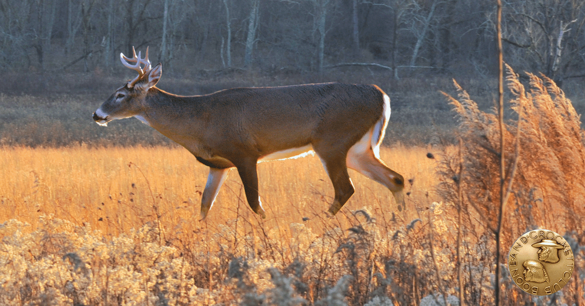 whitetail deer