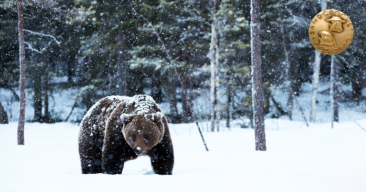 grizzly bear in snow