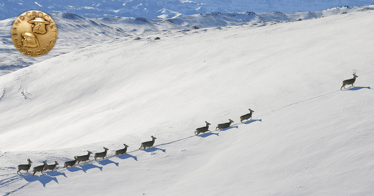 mule deer herd traveling in snow