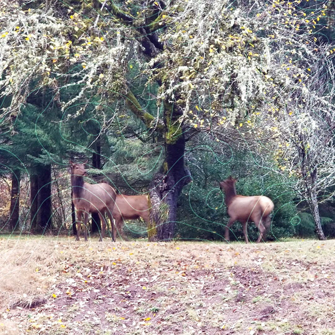 group of elk