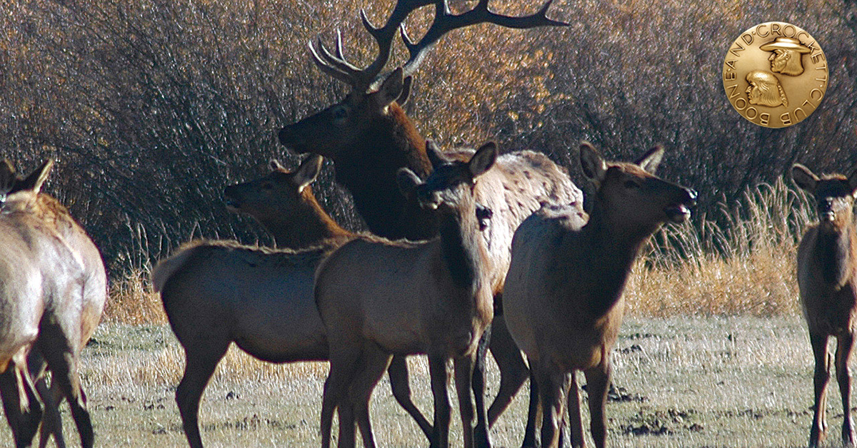 elk herd