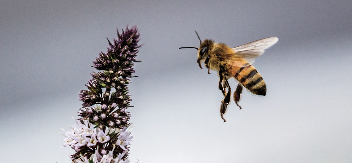 bee with flower