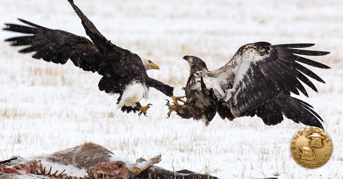 two eagles fighting