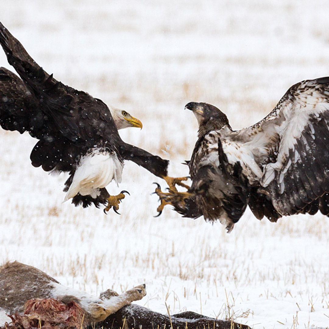 two eagles fighting