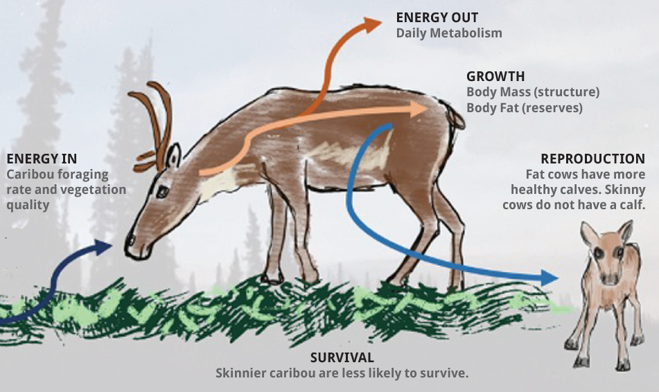 caribou diagram