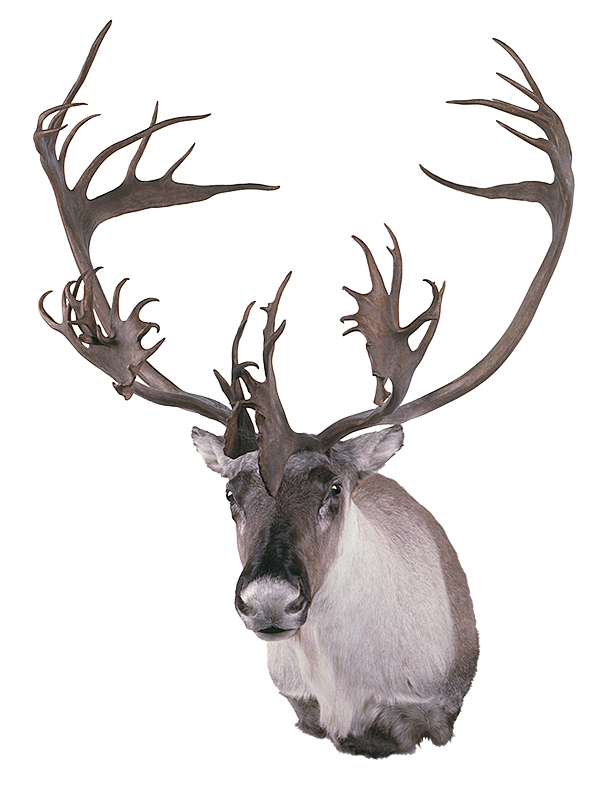 caribou