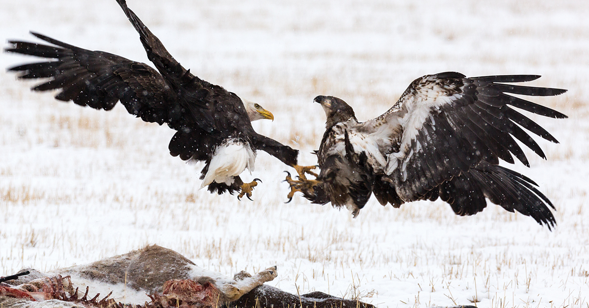two eagles fighting
