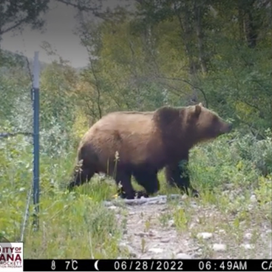 grizzly bear on trail cam