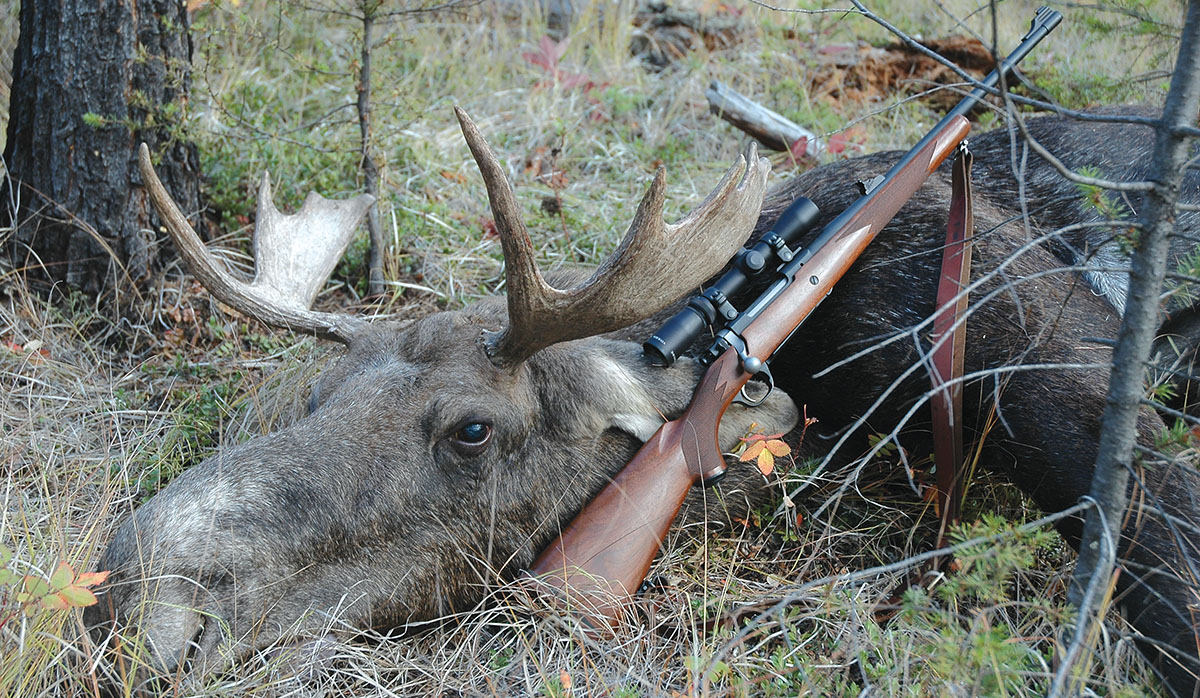 moose with hunting rifle