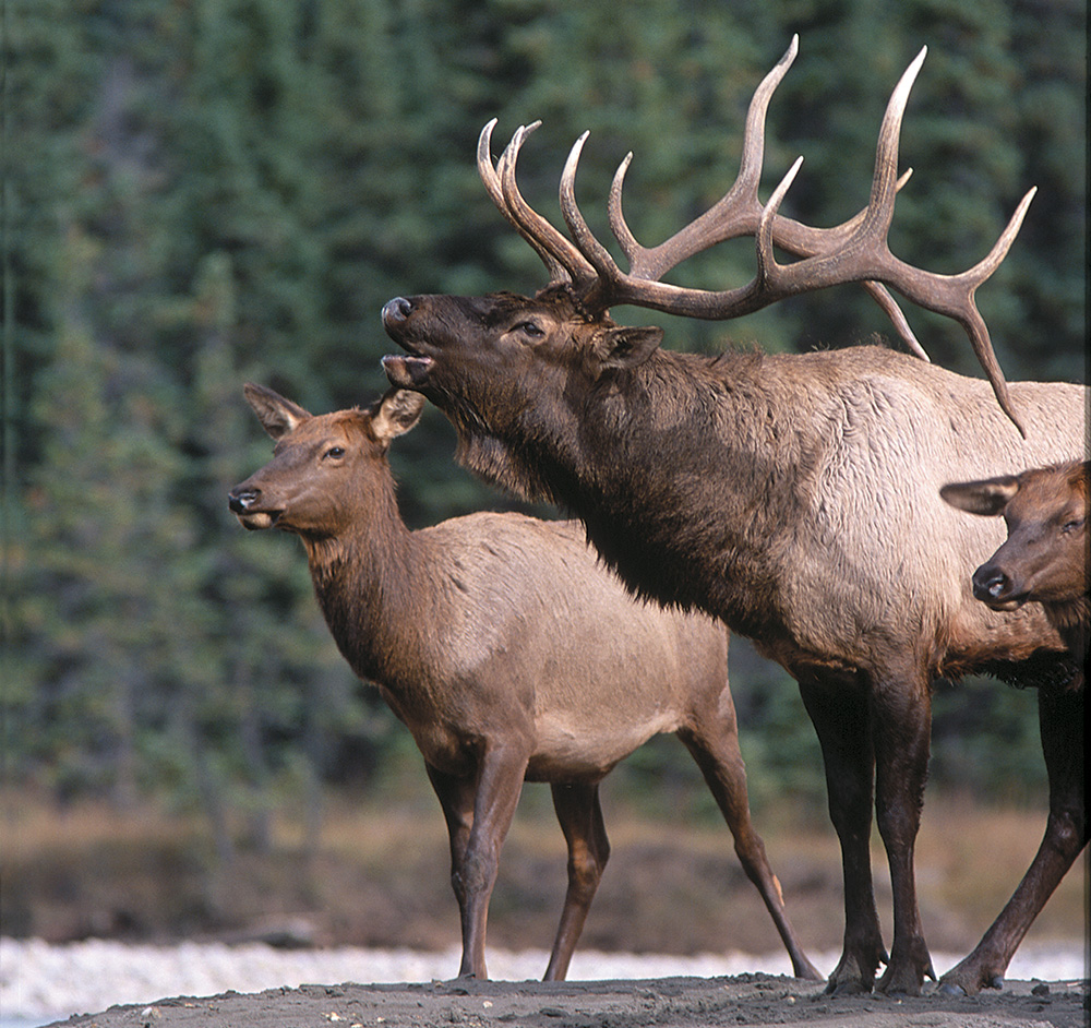 bull elk with two cows
