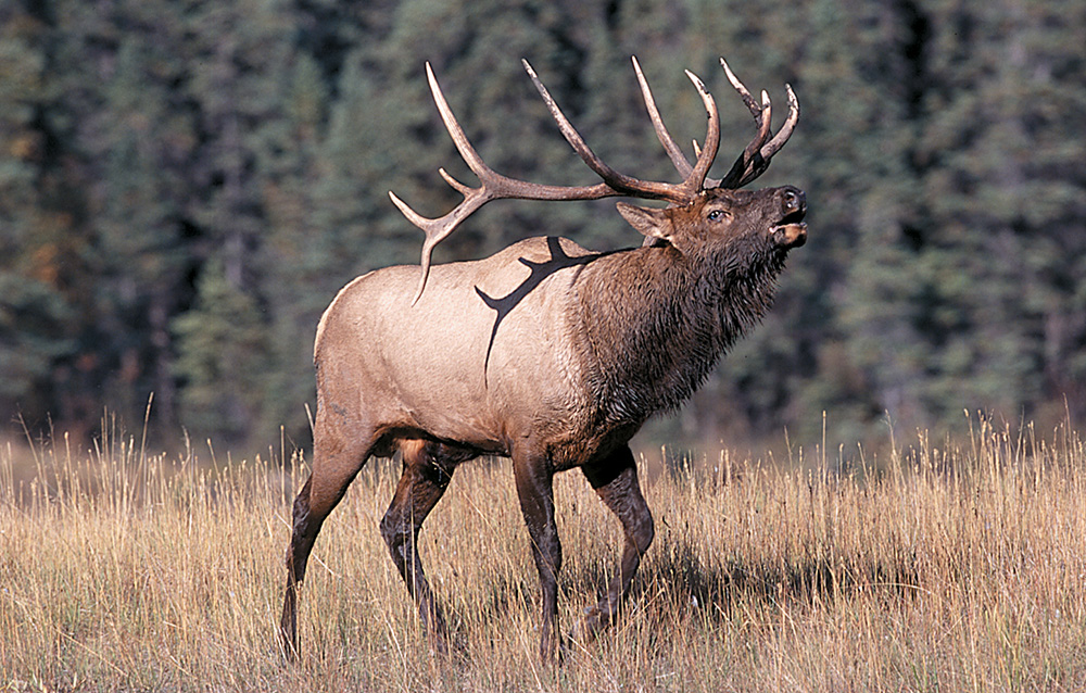 bull elk